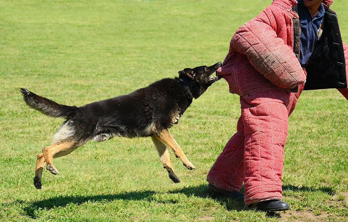 K9-RINGO (ilustrativní foto) Trénink psů